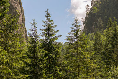 Low angle view of pine trees against sky