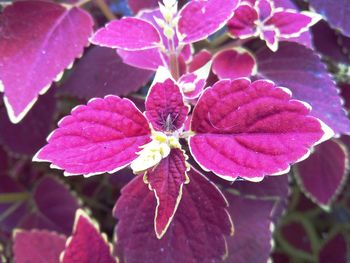 Close-up of pink flowering plant