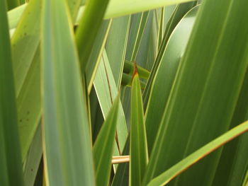 Close-up of insect on leaf