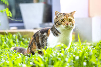 Portrait of a cat
