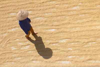 High angle view of farmer working on harvested grains