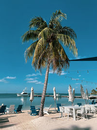 Palm trees on beach against blue sky