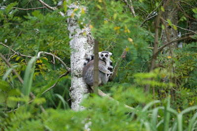 Giraffe in a forest