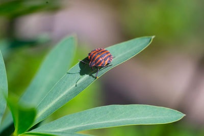 Close-up of strip bug on leaf 