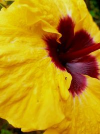 Macro shot of yellow flower