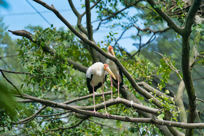 Storks perching on a tree