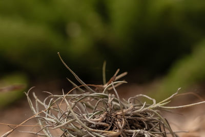 Close-up of dried plant on field