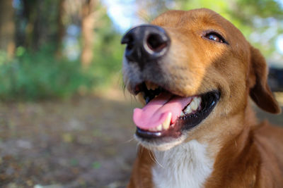 Close-up of dog looking away