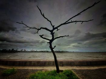 Bare tree on beach against sky
