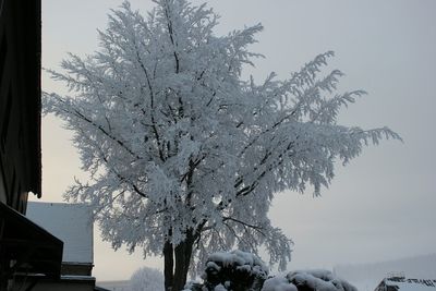 Low angle view of bare trees against sky