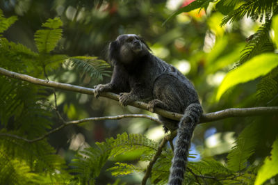 Low angle view of bird perching on tree