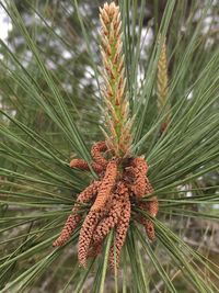 Close-up of pine tree