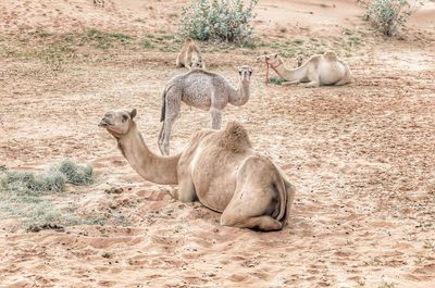 Camel sitting on sand