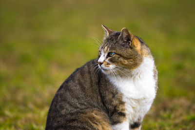 Close-up of cat on grass