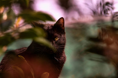 Close-up of a cat