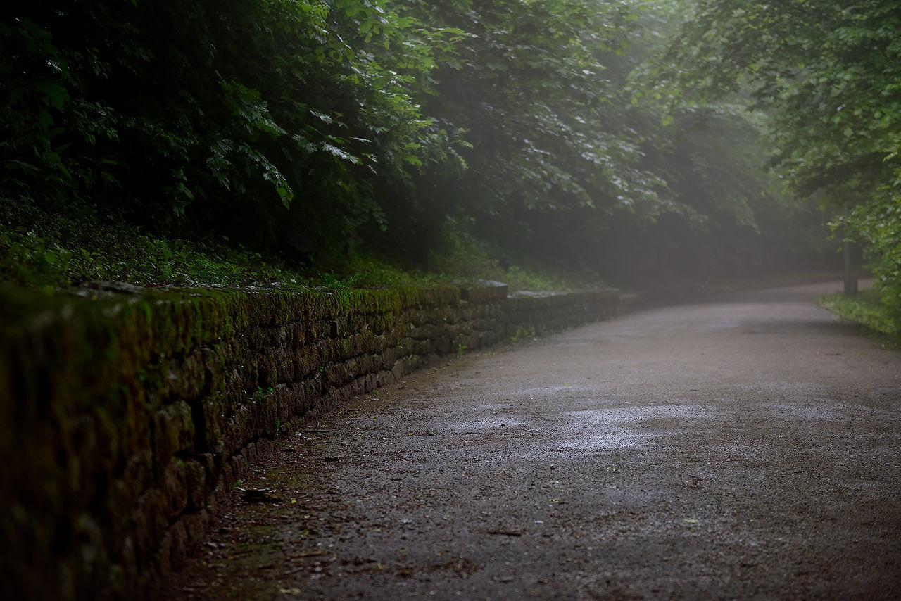 FOOTPATH AMIDST TREES