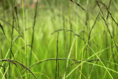 Close-up of wheat growing on field