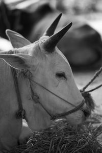 Close-up of a horse