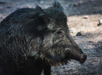 Close-up of an animal