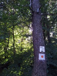 Trees in forest