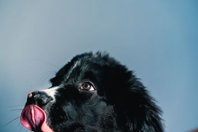 Close-up of dog looking away