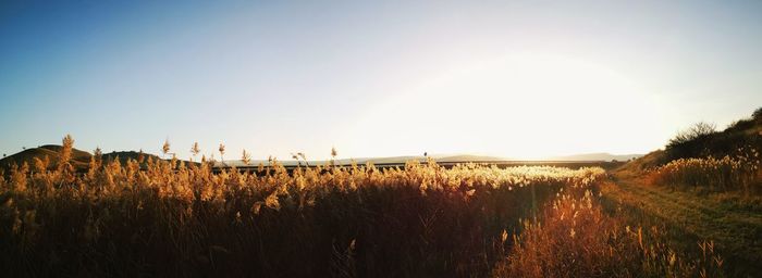 Scenic view of field against clear sky