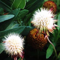 Close-up of flowers