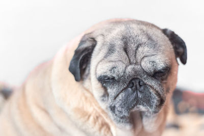 Close-up portrait of a dog