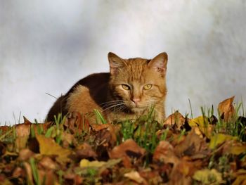 Portrait of cat in autumn