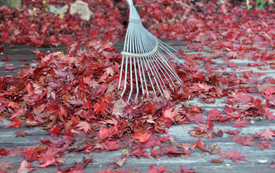 Rake in heap of red leaves of japanese maple falled on a wooden terrace