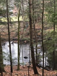 Trees by lake in forest