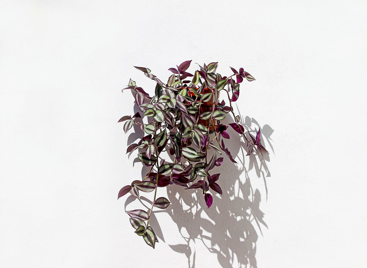 plant, flower, nature, studio shot, flowering plant, branch, no people, white background, leaf, plant part, indoors, copy space, art, purple, pink, freshness, beauty in nature, growth, close-up, lilac, fragility