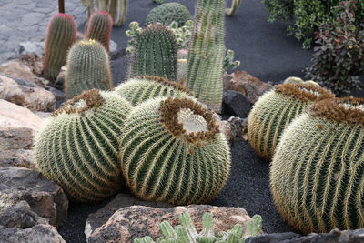 High angle view of cactus