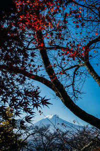 Low angle view of trees against sky during autumn