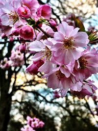 Close-up of pink flowers