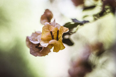 Close-up of flower growing outdoors