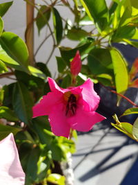 Close-up of insect on pink flower