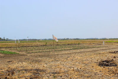 Scenic view of field against clear sky