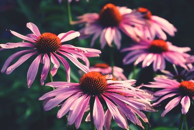 Close-up of coneflowers blooming outdoors