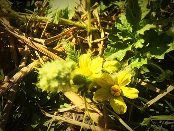 Close-up of yellow flowers blooming outdoors