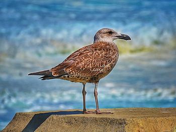 Close-up of bird perching on shore