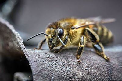 Close-up of bee on rock