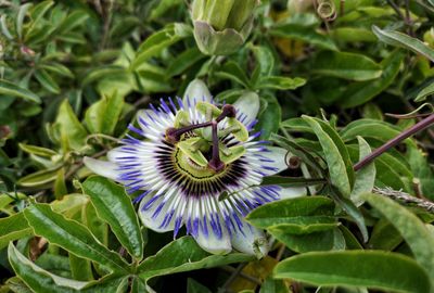 Close-up of purple flowering plant