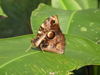 Close-up of butterfly on leaves