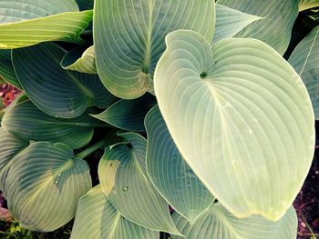 Close-up of green leaves on plant