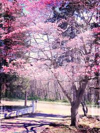 Pink flowers in park