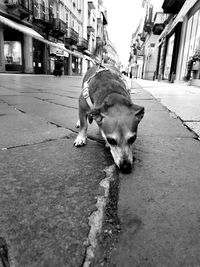 Dog standing on sidewalk