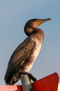 Close-up of bird perching against clear sky