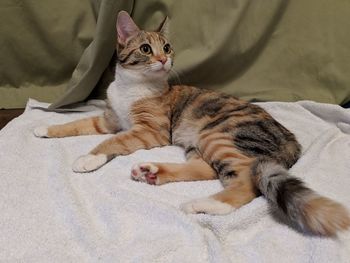 High angle view of cat resting on bed