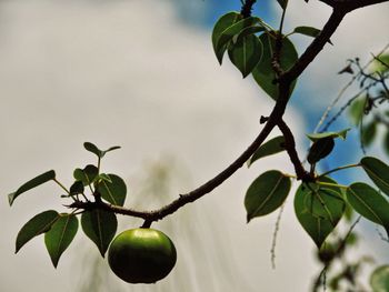 Low angle view of fruits growing on tree against sky